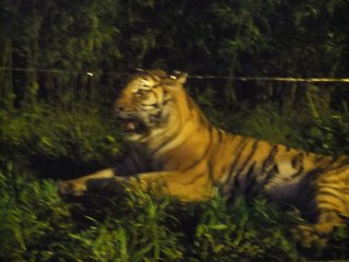 tiger zone 2