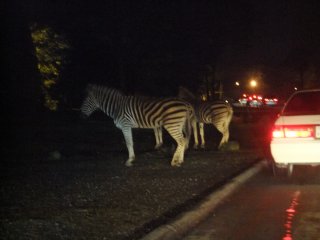 grant's zebra 1