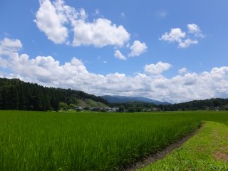 rice field2